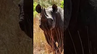 Miniature : Namibie : la loi du plus fort !