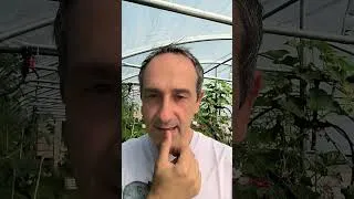 Miniature : Vivant —L'observation du potager nous enseigne sur la maladie et le terrain | Chamanisme & santé