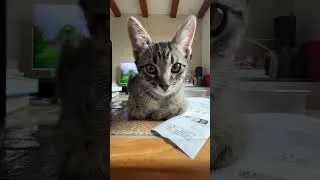 Miniature : Welcome OLIVE 💜💚🩷🩰 #cat