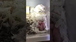 Miniature : Trop mignon -  Les bébés souris (souriceaux) - Jour 30 (14 Février 2025)