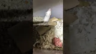 Miniature : Trop mignon -  Les bébés souris (souriceaux) - Jour 29 (13 Février 2025)