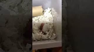 Miniature : Trop mignon -  Les bébés souris (souriceaux) - Jour 27 (11 Février 2025)