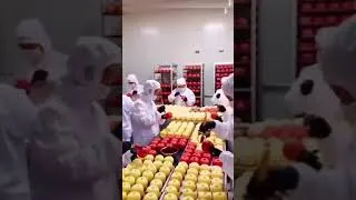 Miniature : Soyez visionnaire, soyez complotistes. Perfectionné, pas compliqué 🥕
