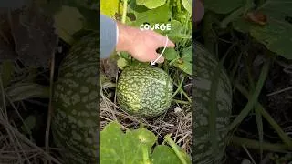 Miniature : Haricots, maïs, courges … 🌱🌽🎃Le trio mythique du potager, surnommé MILPA