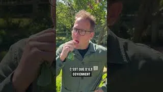 Miniature : Tes radis piquent ? Le problème ne vient pas toujours de la variété…