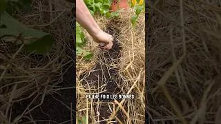 Miniature : Parce qu’au potager, vouloir aller trop vite… ça finit souvent par un échec !