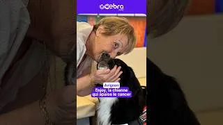 Miniature : Un chien pour apaiser le cancer