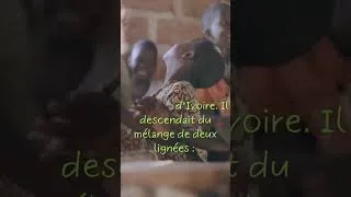 Miniature : La betelgeuse Georges ZREIK