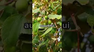 Miniature : Le jujube : le fruit oublié de notre enfance 🍃 #histoire #insolite #légendesdesarbres
