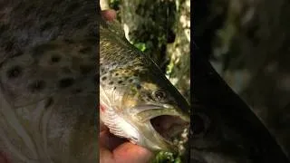 Miniature : Je mange les poissons que je pêche