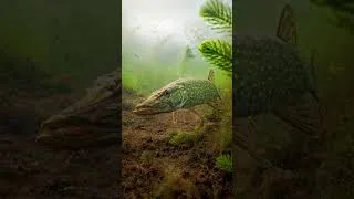 Miniature : Pêche en rivière