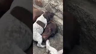 Miniature : Portée de 9 chiots !