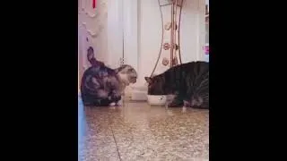 Miniature : Entraide et coopération pour ces deux chats