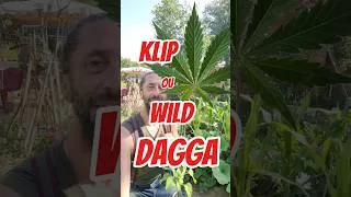 Miniature : Voici 2 plantes tout à fait intéressantes  : le klip dagga et le wild dagga. Et il m’en reste... 😉🌞