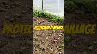 Miniature : Que semer en novembre au potager 2 #jardin #potager #permaculture #agriculture #astuce #nature