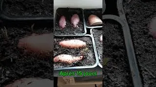 Miniature : germination des patates douces #jardin #permaculture #patatesdouces