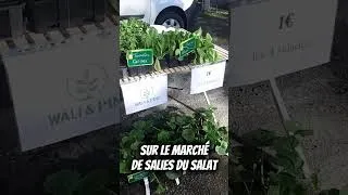Miniature : Je vends sur le marché de Salies du Salat #jardin #potager #permaculture #plants #tomate