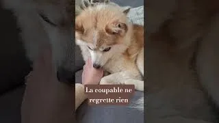 Miniature : ​J’ai pleuré pour la chaussette... 🦊💔​#shorts #tricot #defichaussettes #viedechien #creativefail