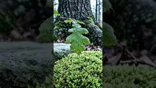 Miniature : A Drop Before Dawn | The Moss Hours