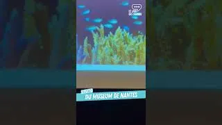 Miniature : CORAUX AU MUSEUM DE NANTES