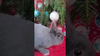 Miniature : JOYEUX NOËL A TOUTES ET TOUS !!!