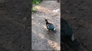 Miniature : canard de barbarie