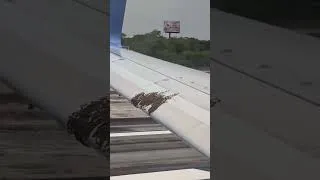 Miniature : 🐝✈️ Un essaim d’abeilles immobilise un avion de ligne à Cancún 😳🚨