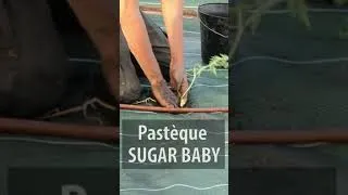 Miniature : La culture de la pastèque 🍉