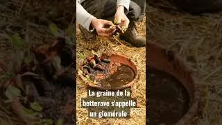 Miniature : Cultiver la Betterave : Variétés et dates de Semis, Plantation et Récolte