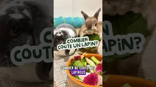 Miniature : Et toi combien te coûte tes lapins ? 🐰 #lapin #rabbit #bunny #bunnyroutine #vétérinaire