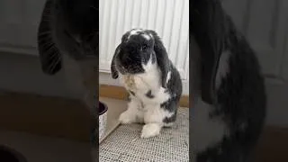 Miniature : Trop trop craquante ma petite Cerise 🍒 #lapin #animaux #lapinmignon #bunny #lapinou