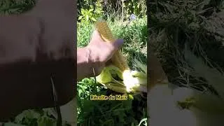 Miniature : Récolte du Maïs ASMR 🎵🧘‍♀️🌽