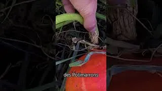 Miniature : Quand Récolter les Potimarrons (et autres Courges) ??? 🤔