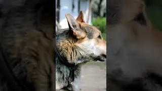 Miniature : Le pire moment pour punir un chien