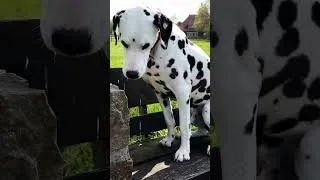 Miniature : Le Dalmatien : plus difficile qu'on le croit