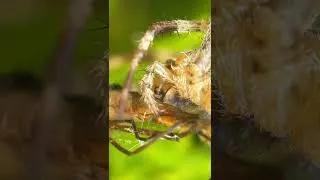 Miniature : Araignée VS Moustique. Qui va gagner le combat ? #shorts