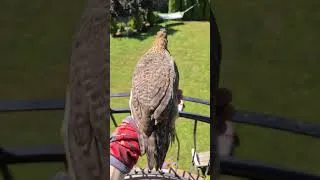 Miniature : Que se passe-t-il quand on jette un poulet du deuxième étage ? #shorts