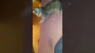 Miniature : Ma nouvelle colocataire Griselva       #vidéochat  #catshorts #catvideos #youtubeshorts