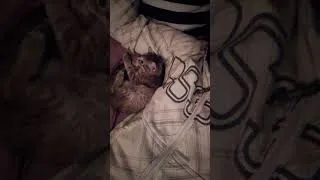 Miniature : Je crois que Griselva ma adopté        #vidéochat  #catshorts #catvideos #youtubeshorts