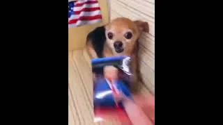 Miniature : Putin VS Chihuahua