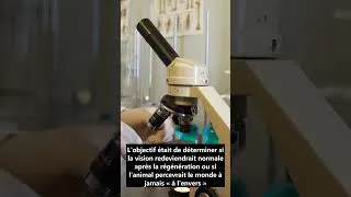Miniature : Salamandres - codes chimiques, chimiokines