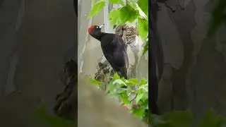 Miniature : Le pic épeiche au travail... dans un silence absolu 🍃🐦‍⬛ #birds #oiseaux #woodpecker #wildlife