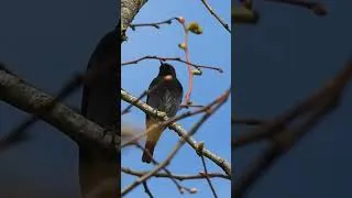 Miniature : Le silence parfait d'une grive musicienne 🍃🐦‍⬛ #birds #oiseaux #naturesauvage #wildlife
