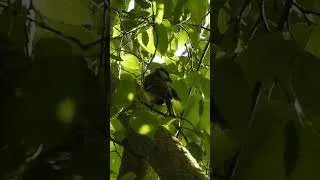 Miniature : La sitelle cachée : un festin en musique #birds #oiseaux #wildlife #naturesauvage #nature