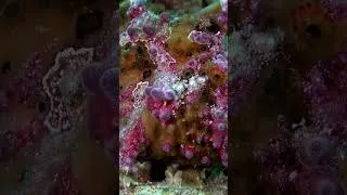 Miniature : CE POISSON MARCHE 😳 (Le poisson grenouille)
