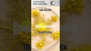 Miniature : Le blob : une intelligence sans cerveau ?