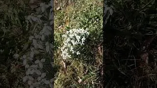 Miniature : perce neige