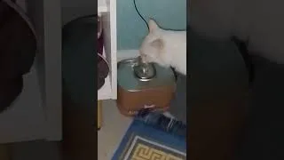 Miniature : mon bébé chat 🐈 boit dans sa Fontaine à eau, je suis trop contente 🐈🥰♥️🎀
