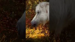Miniature : #morning #reels #instamoment #horses #sun #shetty #shortvideo