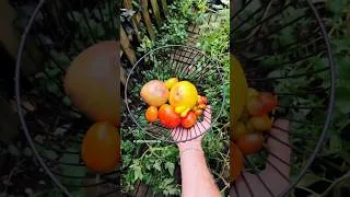 Miniature : Visite lepotagerbordelais septembre 🌱 #gardening #garden #vegetablegarden #permaculture #potager